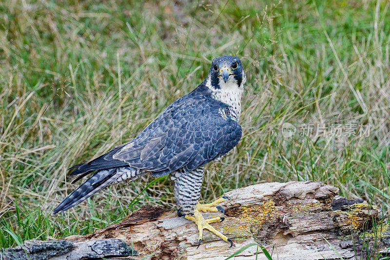 游隼或Peale's Peregrine Falcon, Falco peregrinus或Falco peregrinus Peale，也被简单地称为游隼，在北美历史上被称为“鸭鹰”，是隼科的一种世界性的猛禽。蒙大拿州Kalispell